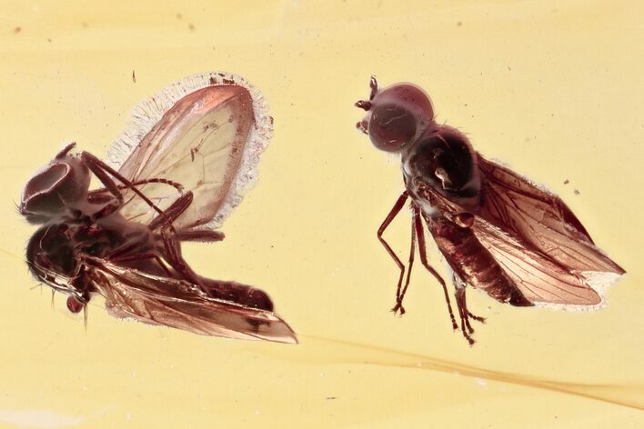 Two Fossil Dagger Flies (Empididae) In Baltic Amber #357822